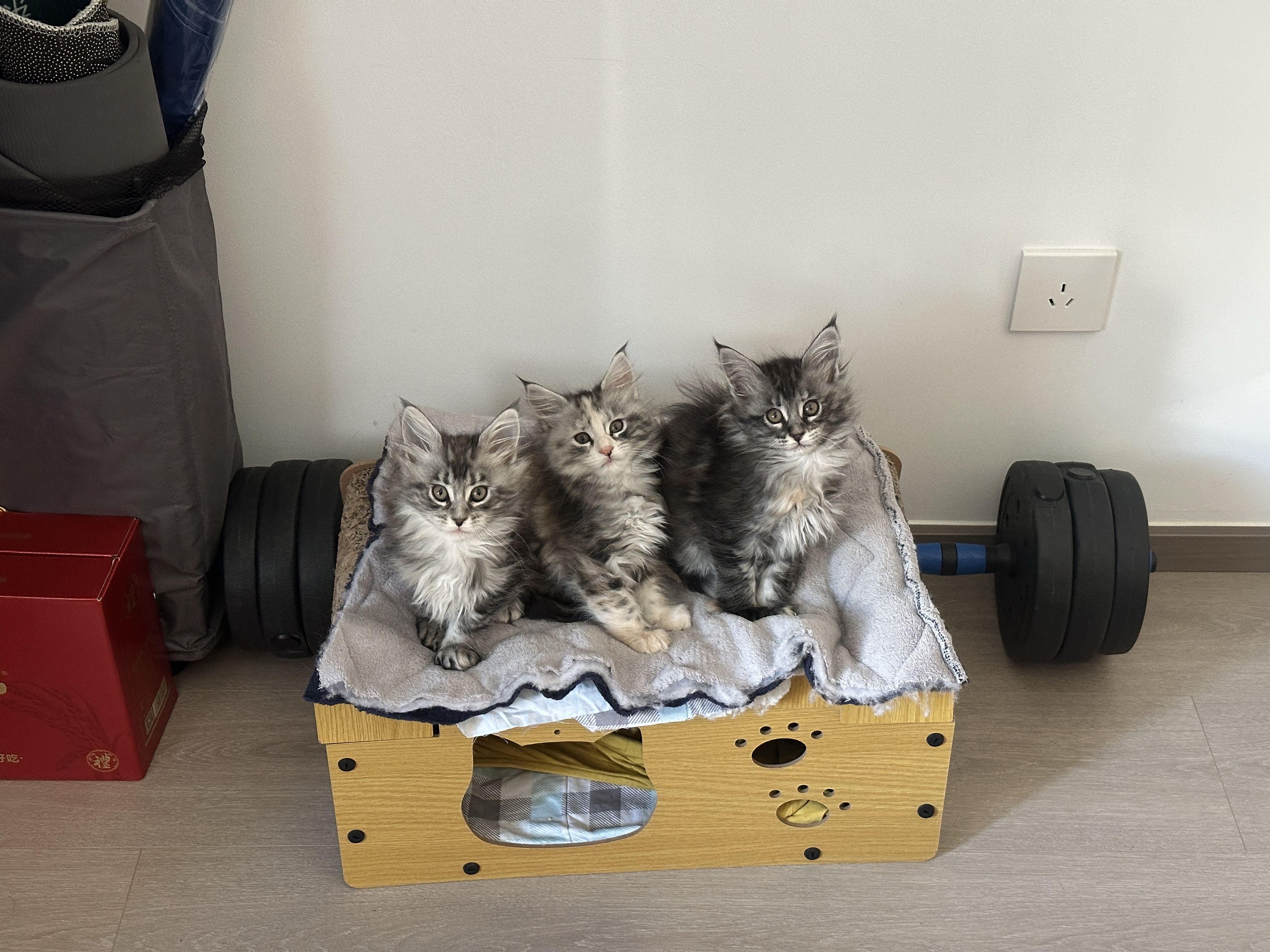 虎斑缅因猫